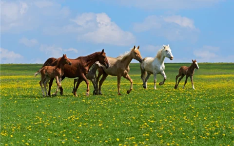 Animal feed
