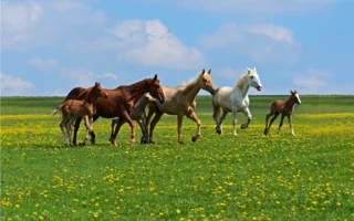 Animal feed