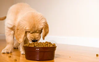 Verpackungslinie für Pet Food | NEWTEC BAG
